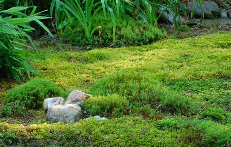 How To Grow A Moss Garden