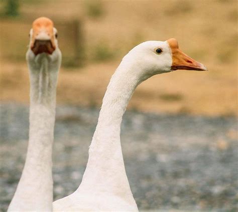 Chinese Geese