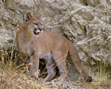 Cougar On A Trail Photograph By Robert Chaponot Fine Art America