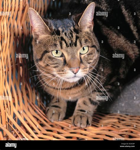 Male Tabby Cat Stock Photo Alamy