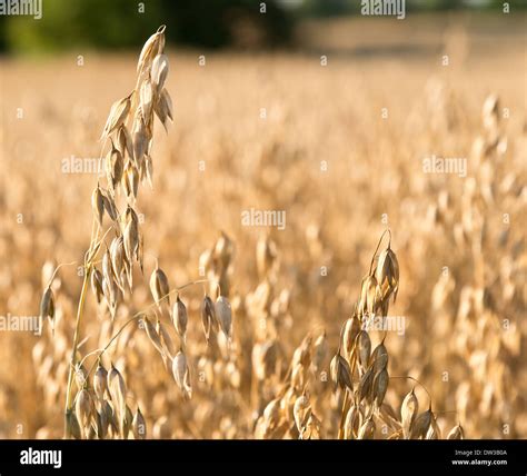 Oat Field Hi Res Stock Photography And Images Alamy