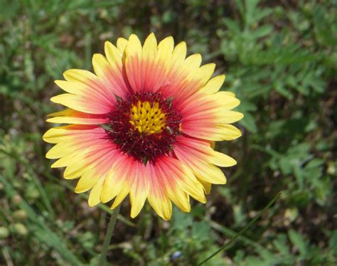 Nature Cameos: Some Beautiful Texas Spring Flowers