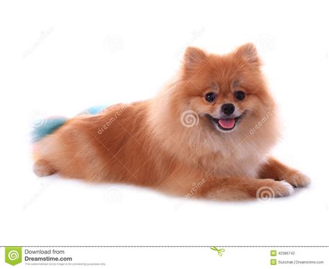 Brown Pomeranian Dog Stock Photo Image Of Puppy Pedigreed 42386742