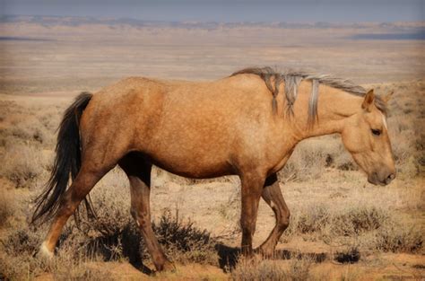 Be sure to test a small area of the clothing first to check it won't be affected by the vinegar. Sand Wash Basin, Colorado Wild Horses Photo Journey ...