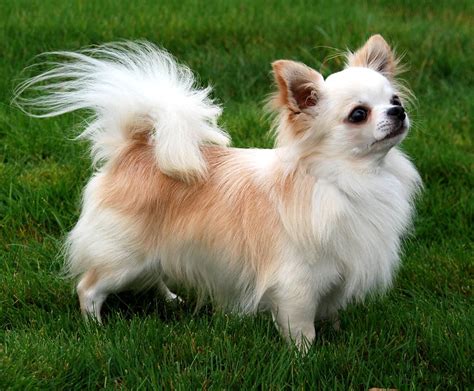 They give and demand affection. The Cutest Long-Haired Chihuahua Pictures | Long hair ...