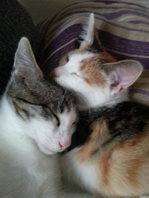 Sibling Love Buzz And Bobby Cats Animals Siblings