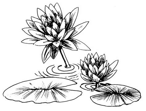 Free for commercial use no attribution required high quality images. Lily Pad Flower Drawing at GetDrawings | Free download