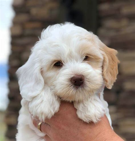 We are experiencing a tremendous amount of emails and are. Daisy Hill Australian Labradoodles - Australian ...