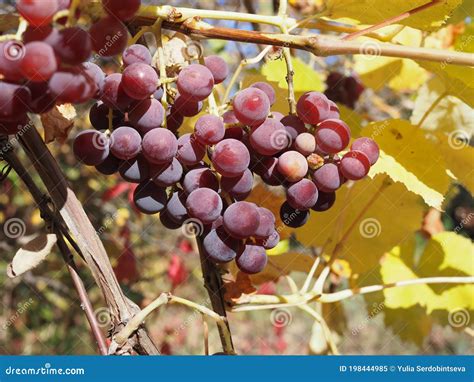Beautiful Clusters Of Ripening Grapes In Sun Grape Plantation In The