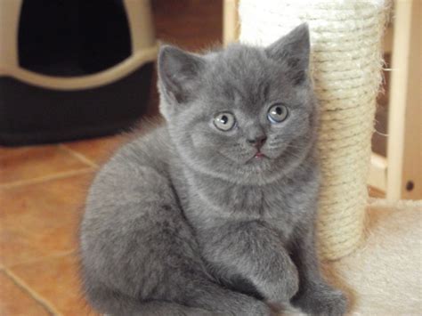 7 British Shorthair Blue Kittens Ely Cambridgeshire