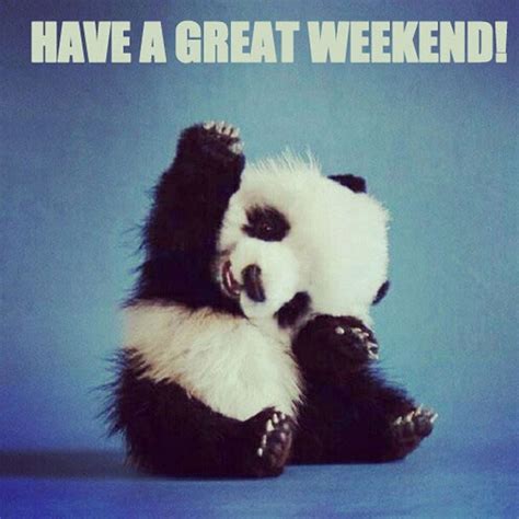 have a great weekend its friday quotes panda bear happy friday quotes