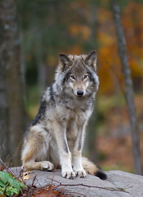 Timber Wolf The Timber Wolf Is A Sociable Animal Who Lives Flickr