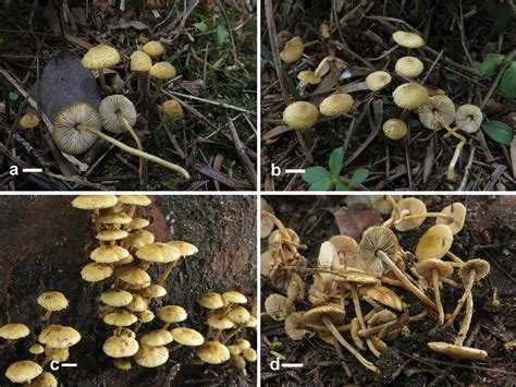 Two New Species Of Xanthagaricus And Some Notes On Heinemannomyces From