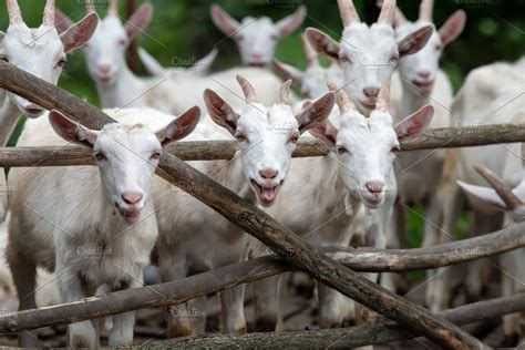 Goat On A Farm High Quality Animal Stock Photos Creative Market