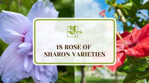 18 Rose Of Sharon Varieties That Add Drama To Your Garden