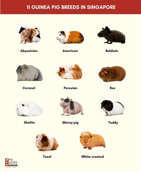 Types Of Guinea Pigs Designsbydebbiedixieblog