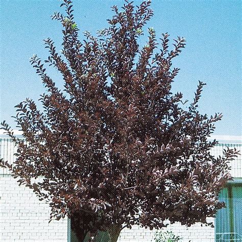 728 Gallon White Canada Red Flowering Cherry Feature Tree In Pot With