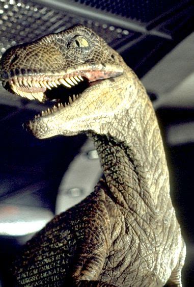 Image Jurassic Park Raptor Park Pedia Jurassic Park Dinosaurs Stephen Spielberg