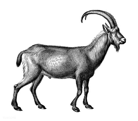 Download Premium Illustration Of Vintage Illustrations Of Wild Goat