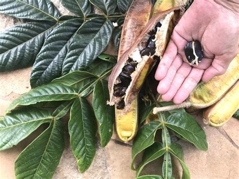 Ice cream beans grow on trees over 60 feet tall, and the beans themselves can grow over a yard long. Ice Cream Bean/SEEDS/Maui Seeds/Ice Cream Bean Tree | Etsy ...