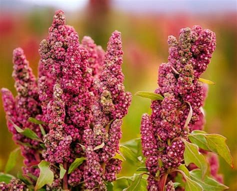 Seperti namanya, jenis tanaman ini memiliki daun bercorak ungu yang menjadikannya berbeda. Jenis-jenis serealia dan manfaatnya