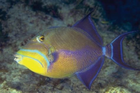 Queen Triggerfish Information And Picture Sea Animals