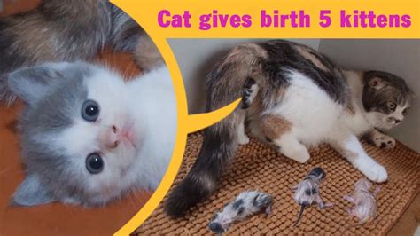 Cat Giving Birth Cat Gives Birth To 5 Kittens Part 1 Youtube