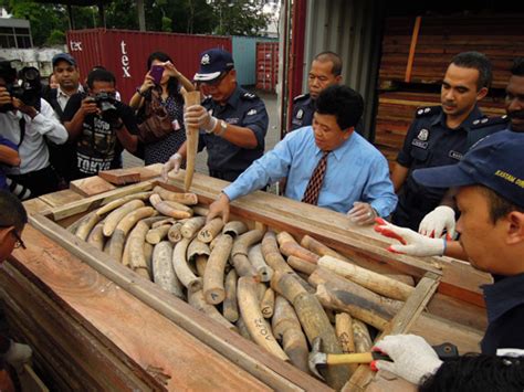 Massive African Ivory Seizure In Malaysia Wildlife Trade News From