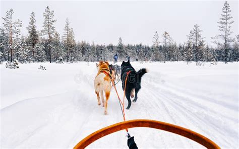 Husky Dogs Sled In Finland In Lapland Winter Reflex Stock Image Image