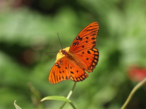 Wallpaper Gulf Fritillary Butterfly Insect Brown Macro Hd
