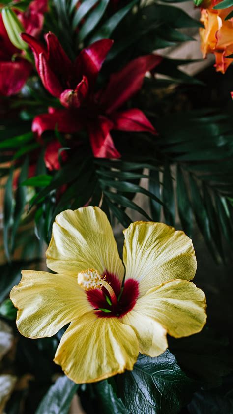 Download Wallpaper 2160x3840 Hibiscus Flower Yellow Tropical