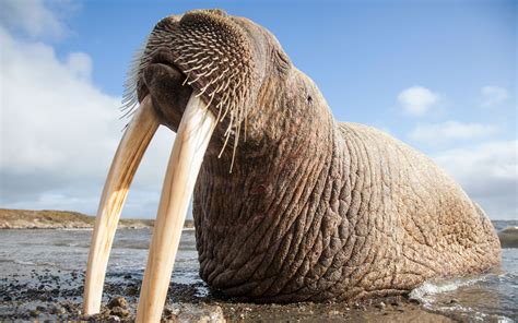 How The Faa Is Doing Its Part To Save Walruses