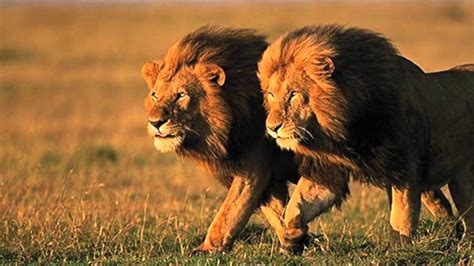 Prowling Lions And Your Three Enemies Lion Pictures African Lion Animals