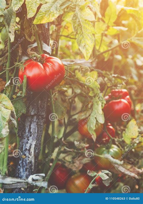 Organic Tomatoes In A Greenhouse Garden Fresh Red Ripe Tomatoes Stock