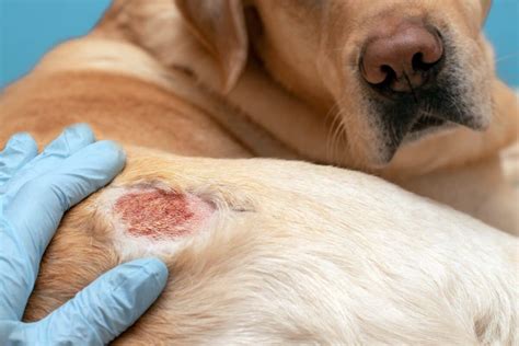 Found Crusty Scabs On Dogs Back Types Causes And Treatment 2022