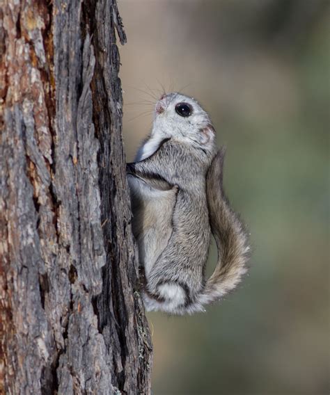 Siberian Flying Squirrel Pteromys Volans Олби Flying Squirrel
