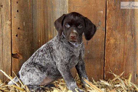 Home pet euthanasia allows you to be more involved in every aspect of your pet's passing on. German Shorthaired Pointer puppy for sale near Lancaster ...