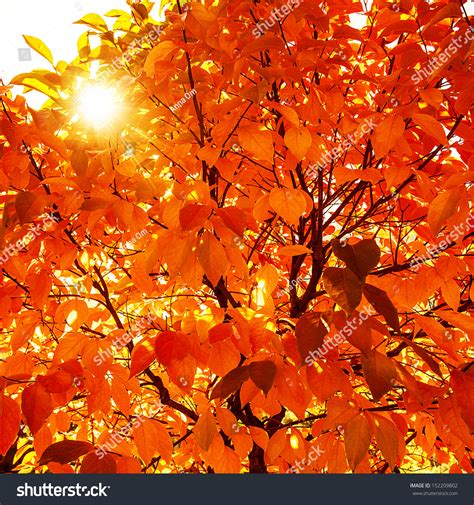Natural Autumnal Background Red Dry Tree Stock Photo 152209802