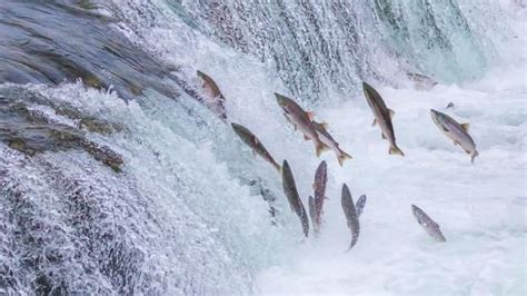 Watch How Salmon Swim Upstream Against The Raging Current And Jump Over