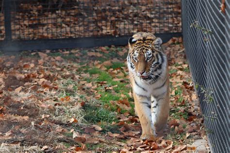 Rolling Hills Zoo Welcomes Viktoria A Spirited Addition To The Zoo