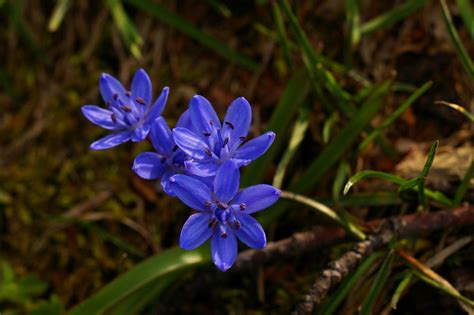 Per l'evento è prevista una polenta sotto le stelle in frazione vigna, presso l'area giochi, come negli scorsi anni. fiori di montagna in primavera Foto % Immagini| macro e ...