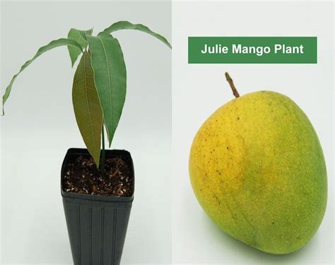 carrie mango plant carrie mango tree live mango tree mango etsy mango plant mango tree