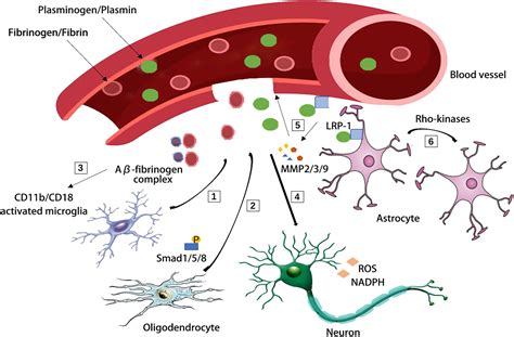 Frontiers Aging Neurovascular Unit And Potential Role Of Dna Damage