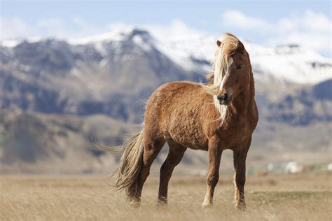 Icelandic Horse Facts Origin History Gaits Pictures