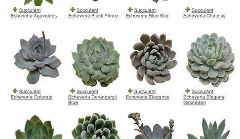 Types Of Succulents Indoor | Types Of Succulent Plant