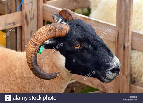 Choose the cool profile pictures for your account hd to 4k quality available on all devices no.impress your friends with our collection of the best profile pictures. Stock Photo - Sheeps head profile - horns | Stock photos ...