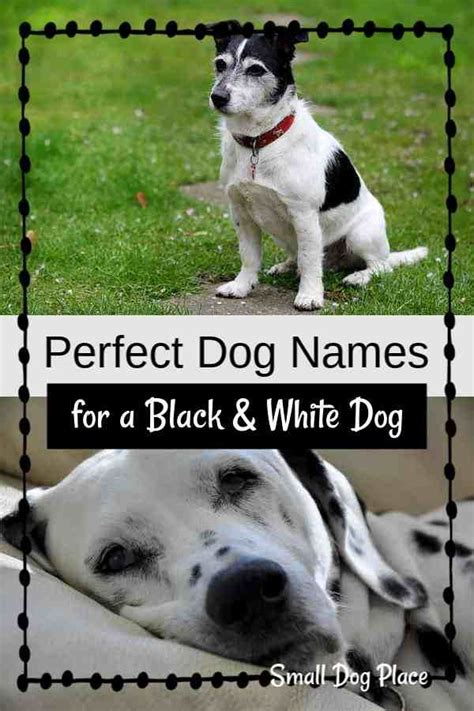 Black And White Dog Names Black And White Dog Black And White Dog