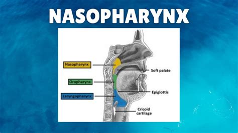 Nasopharynx Anatomy Definition Location Boundaries Lymphatics