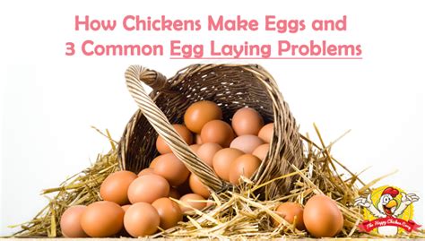I have kept chickens for a number of years and fully appreciate their different characteristics and what intelligent creatures they are. How Chickens Make Eggs and 3 Common Egg Laying Problems