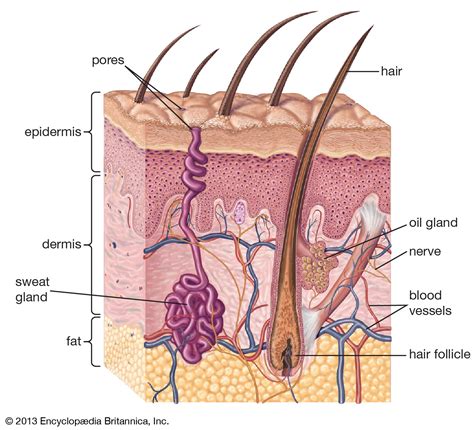 Human Skin Definition Layers Types Facts Britannica